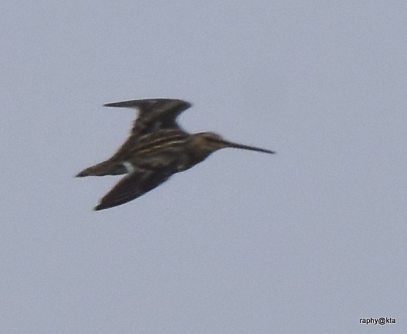 snipe sp. - ML188871031