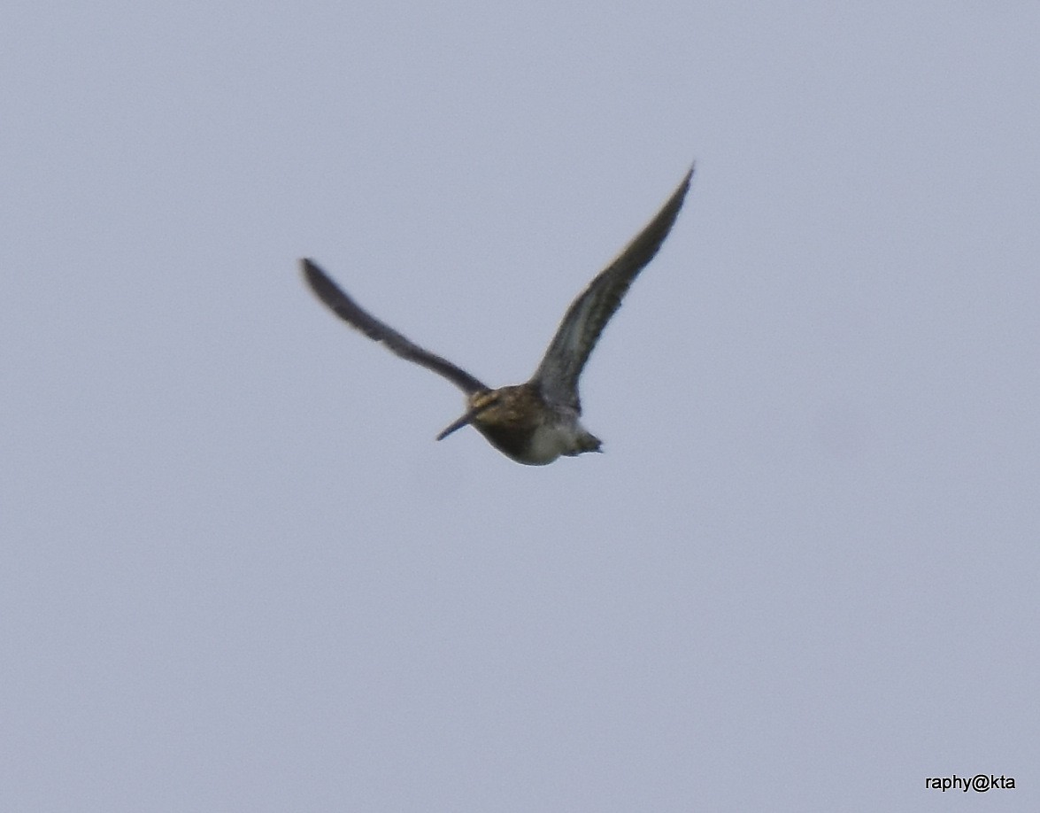 snipe sp. - ML188871051