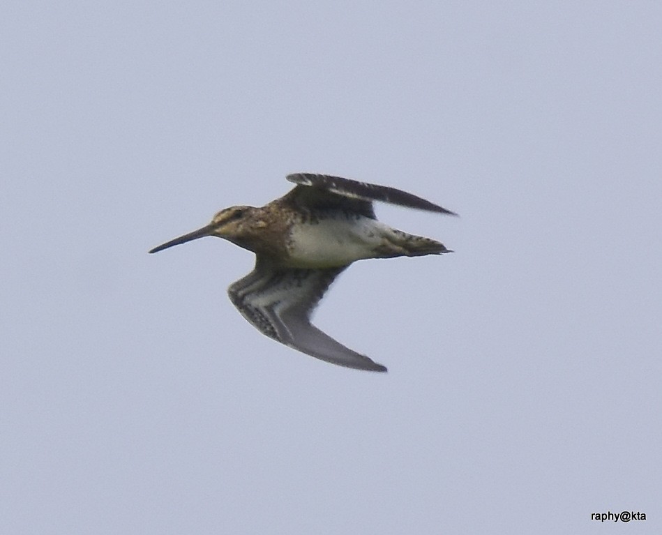 snipe sp. - ML188871061