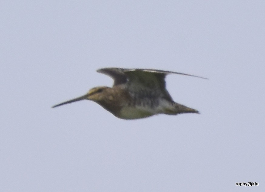 snipe sp. - ML188871071