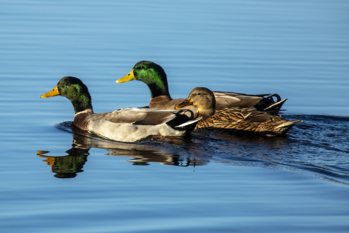 Canard colvert - ML188871161