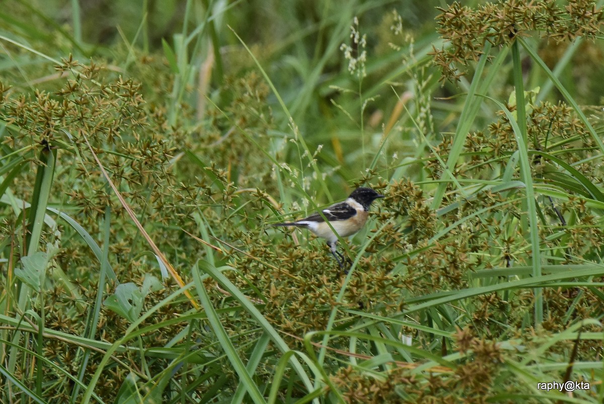 Siberian Stonechat - ML188871201