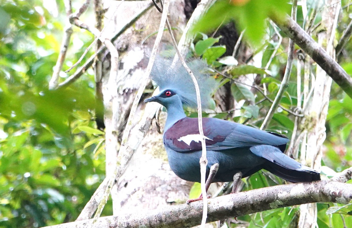 Western Crowned-Pigeon - ML188871691