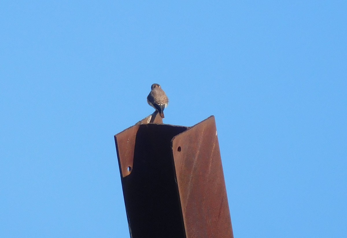 American Kestrel - ML188875811