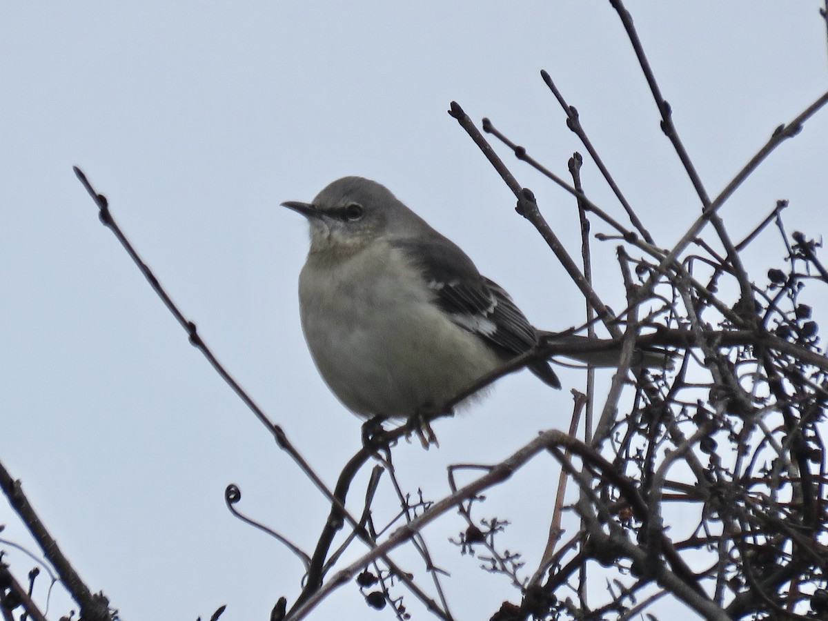 Northern Mockingbird - ML188878621