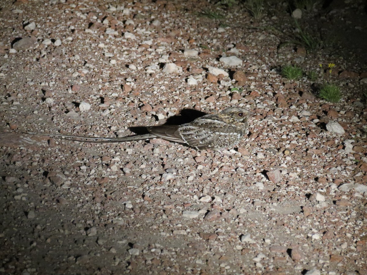 Scissor-tailed Nightjar - ML188879701