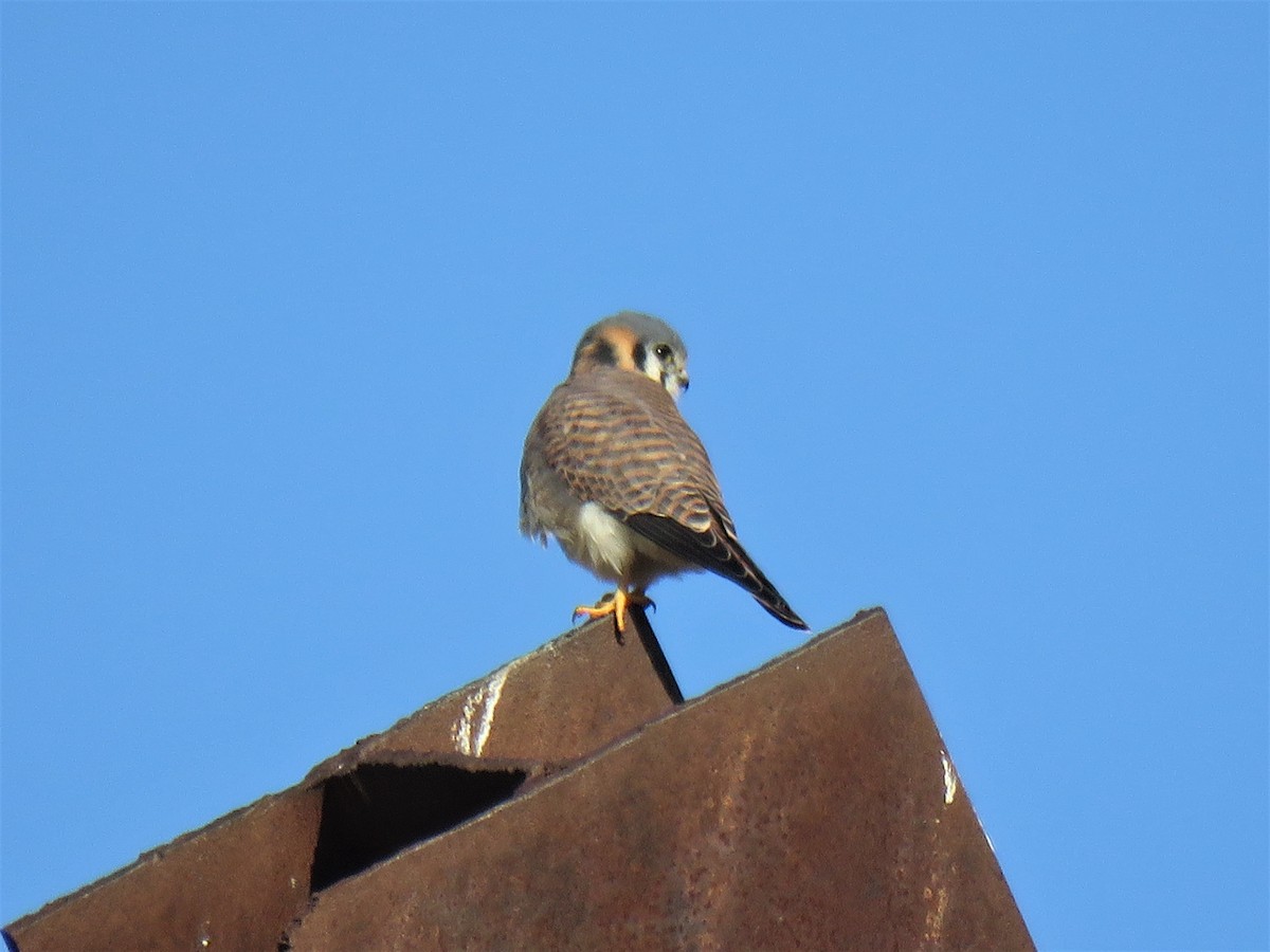 American Kestrel - ML188881161