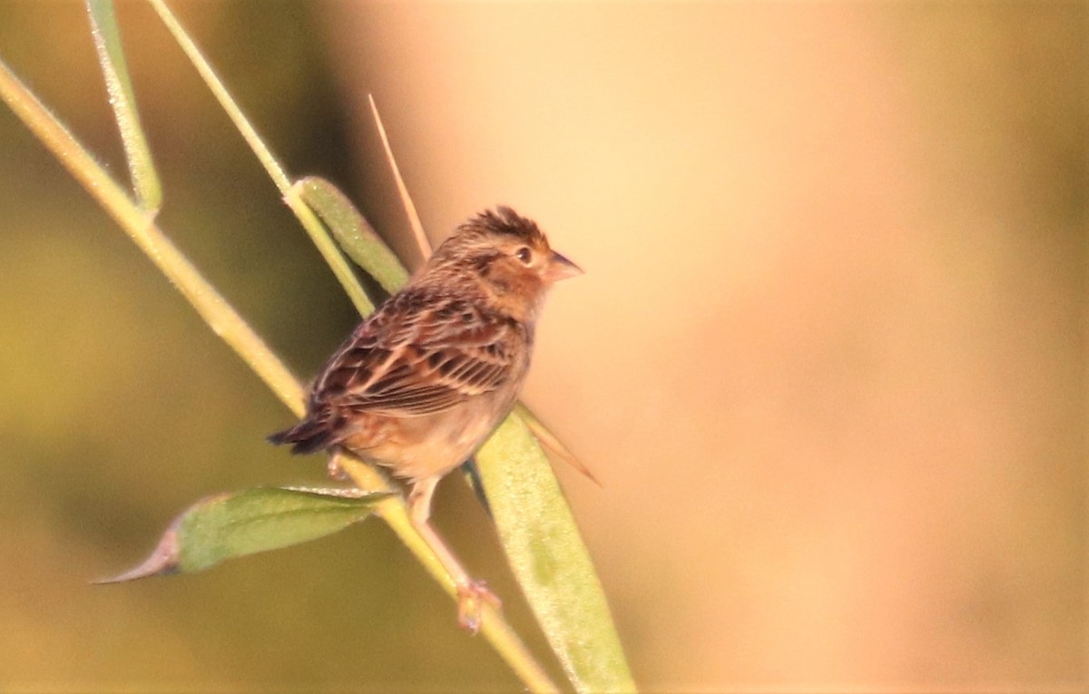 Grasshopper Sparrow - ML188881991