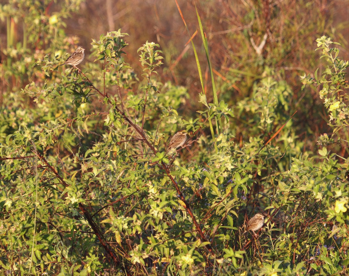 Savannah Sparrow - ML188882381