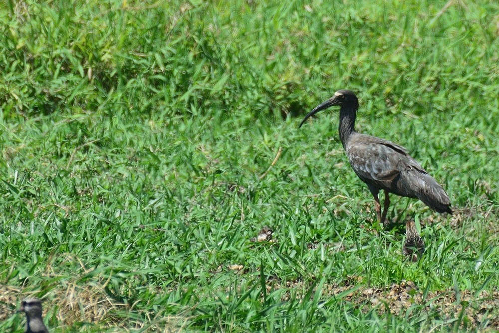 Plumbeous Ibis - ML188882451