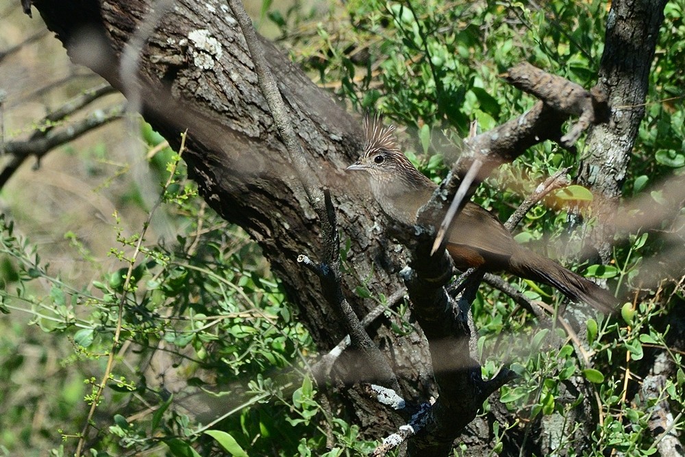 Crested Gallito - ML188882571