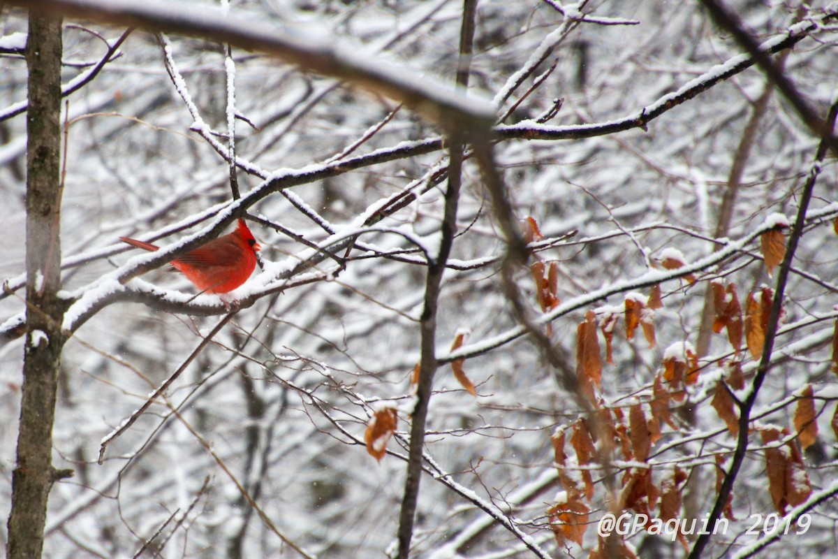 Cardinal rouge - ML188886831