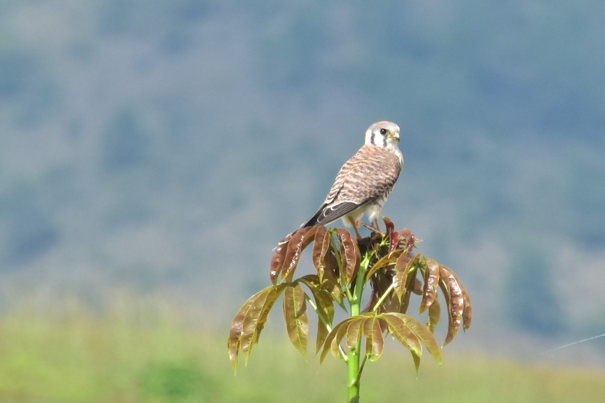 American Kestrel - ML188887361