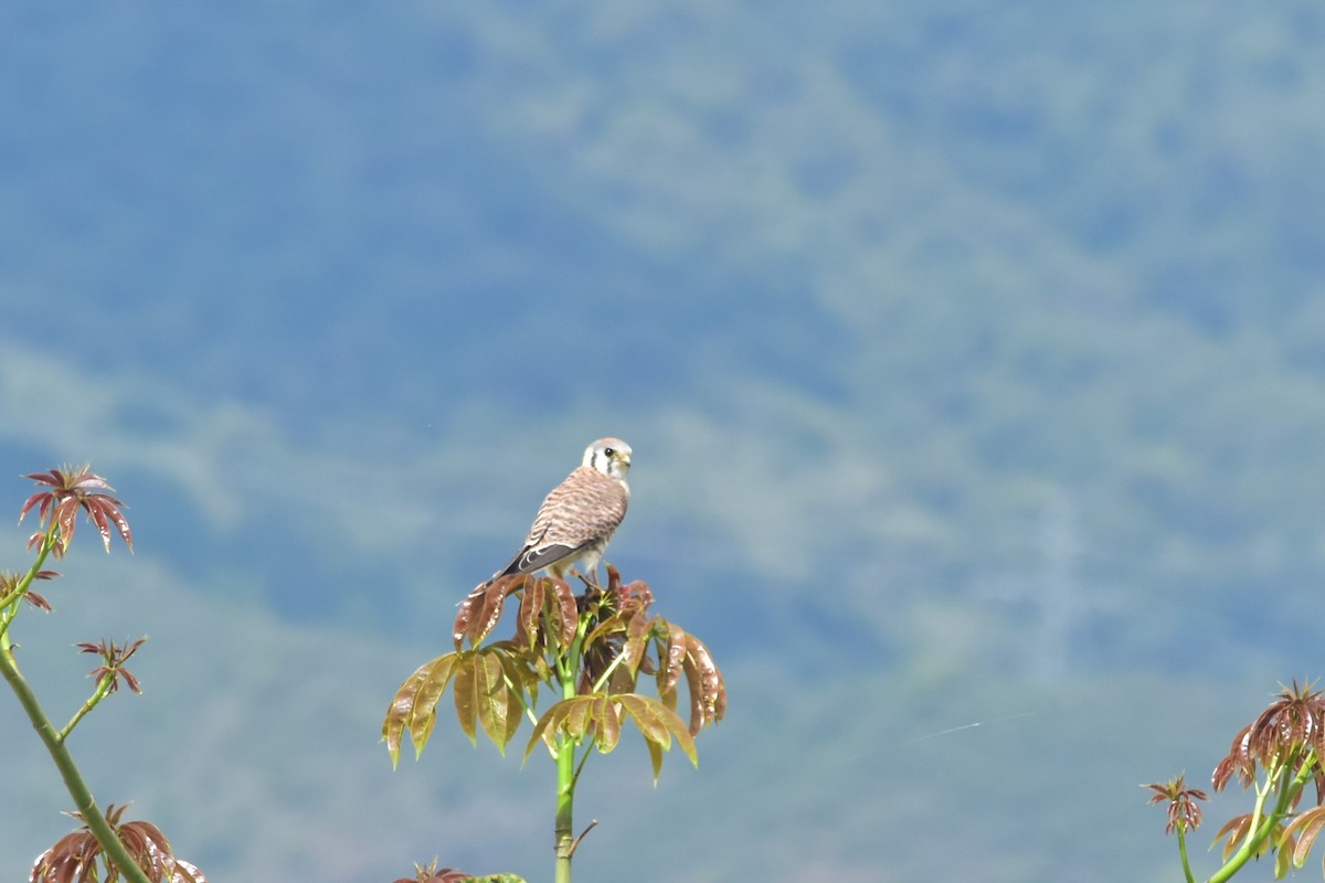 American Kestrel - ML188887371