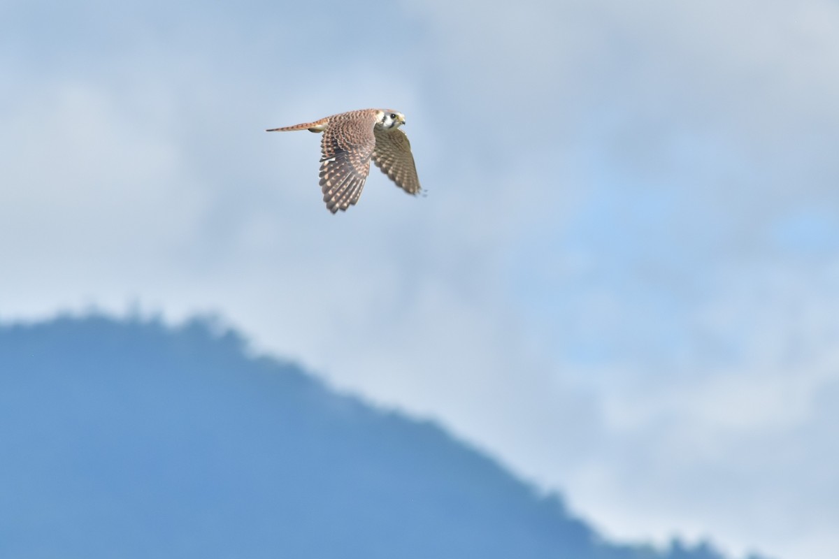 American Kestrel - JL Rivas