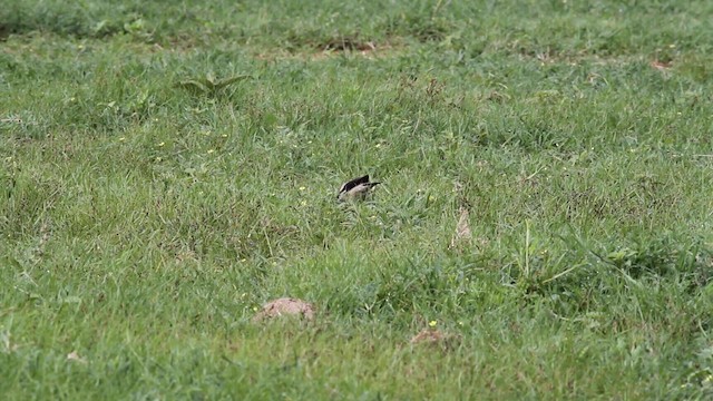 Wattled Starling - ML188887601