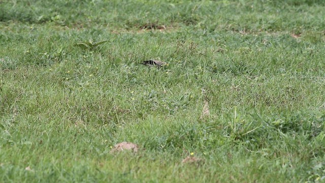 Wattled Starling - ML188887691