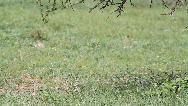 Wattled Starling - ML188887831