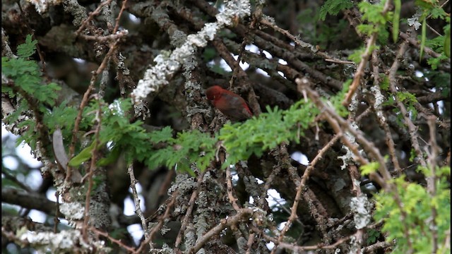 amarant rudozobý - ML188887971