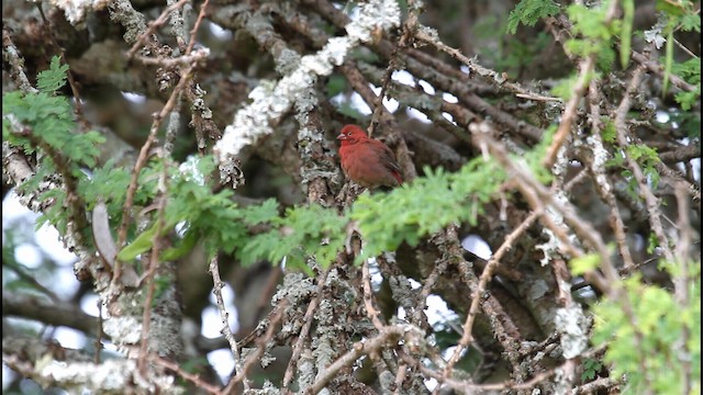 amarant rudozobý - ML188888071