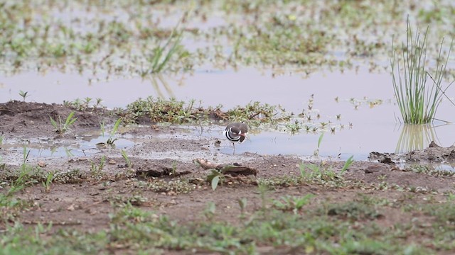 Three-banded Plover - ML188888741