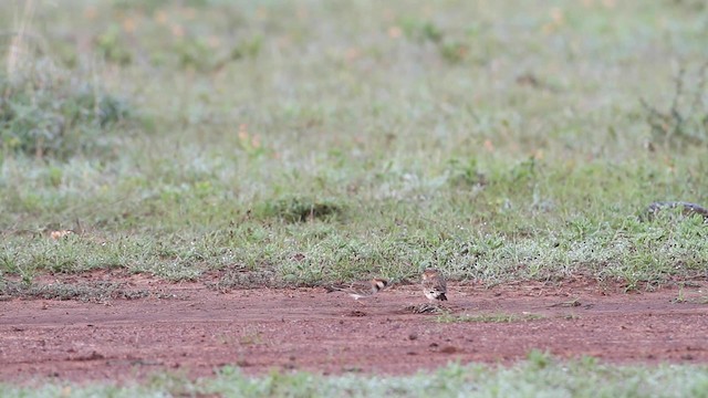 Fischer's Sparrow-Lark - ML188889101