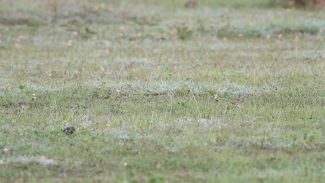 Fischer's Sparrow-Lark - ML188889171