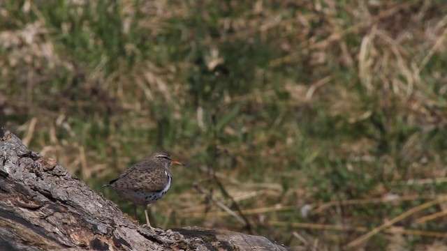 Spotted Sandpiper - ML188889211