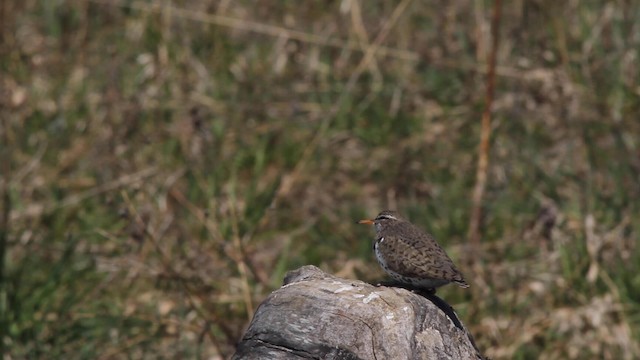 Spotted Sandpiper - ML188889241