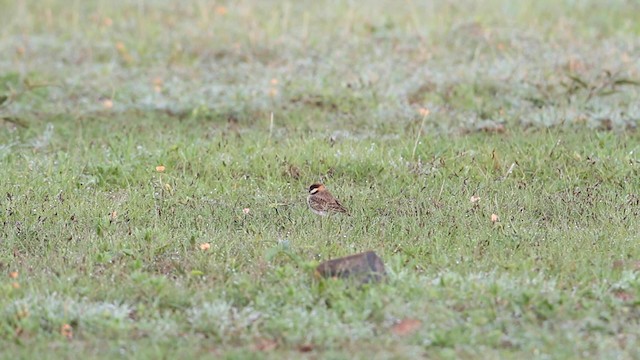 Fischer's Sparrow-Lark - ML188889261