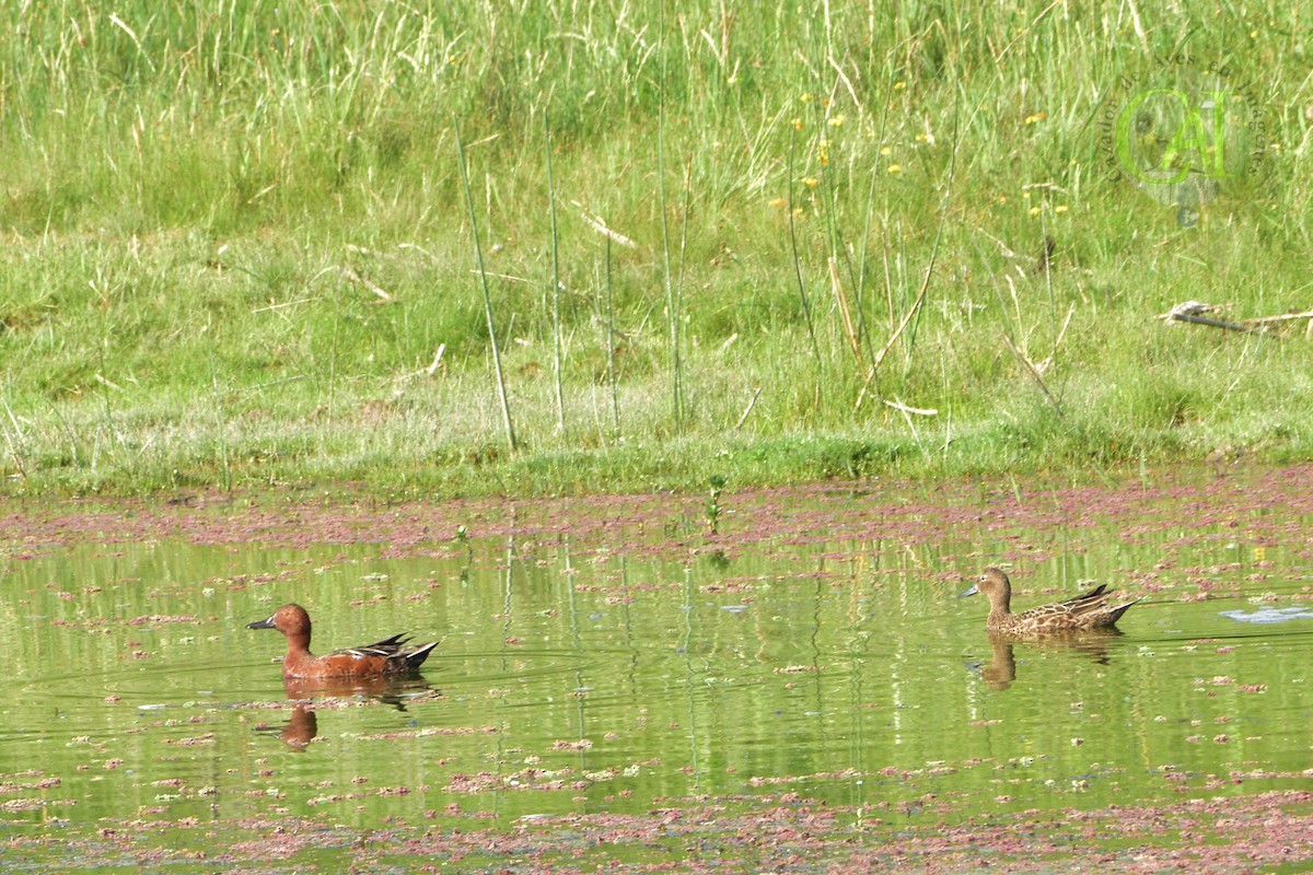 Cinnamon Teal - ML188889671