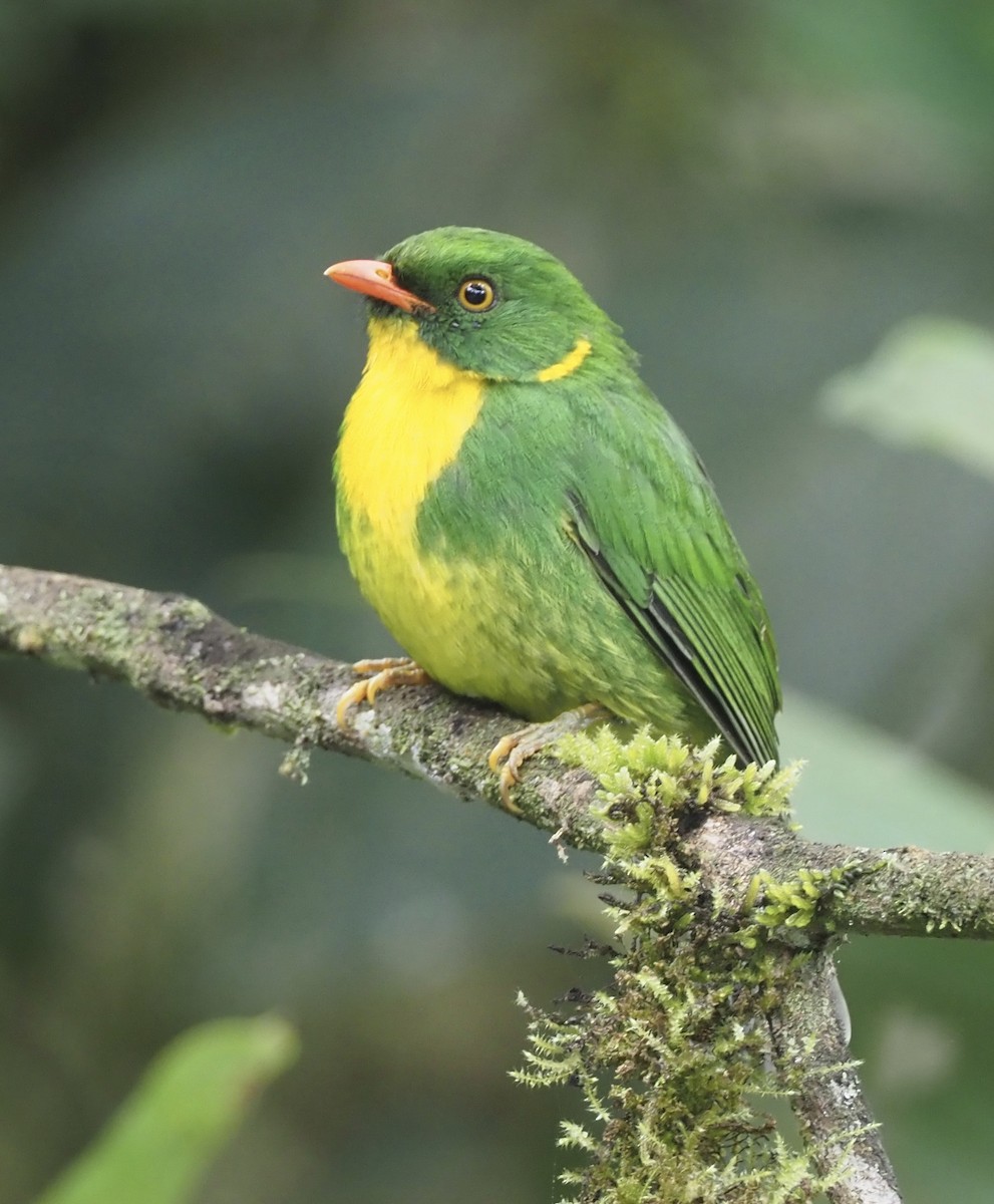 Golden-breasted Fruiteater - Yve Morrell