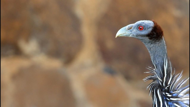 Vulturine Guineafowl - eBird Vulturine Guineafowl - eBird