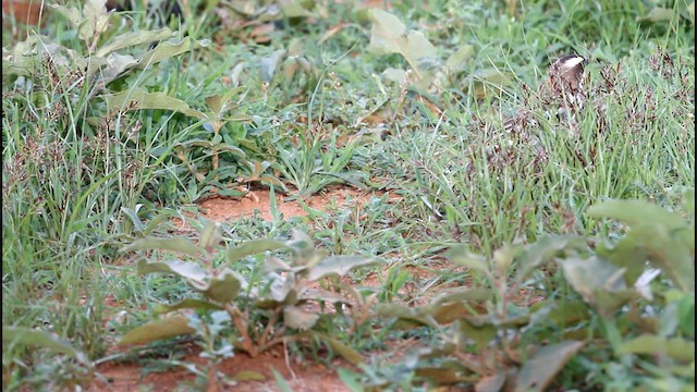 White-browed Sparrow-Weaver - ML188891371