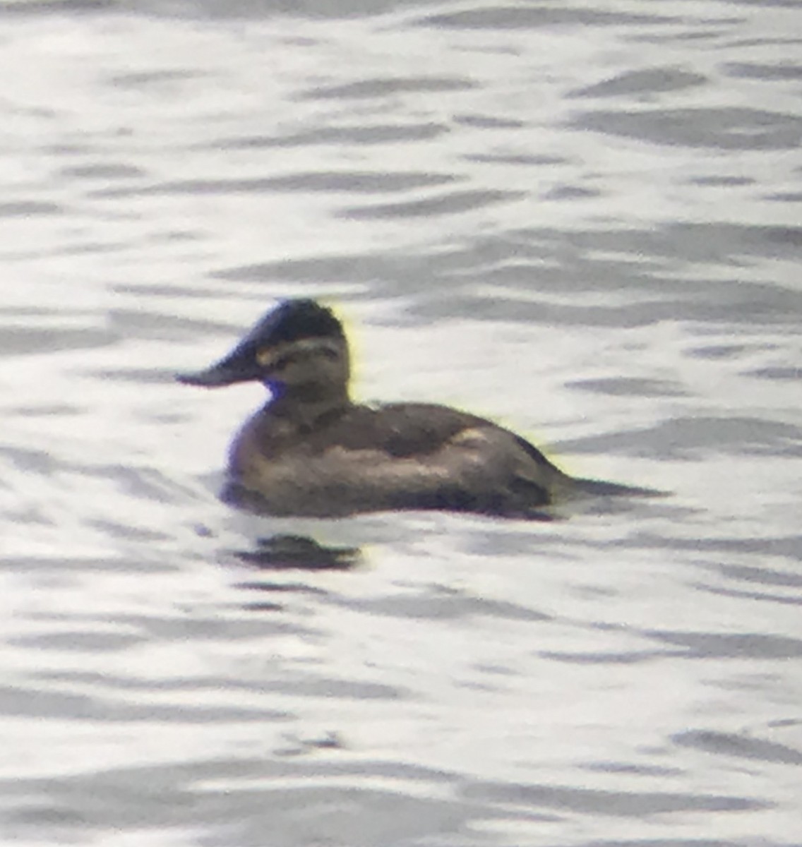 Érismature rousse - ML188892221