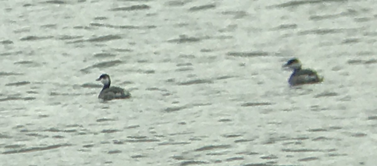 Grèbe esclavon - ML188892241