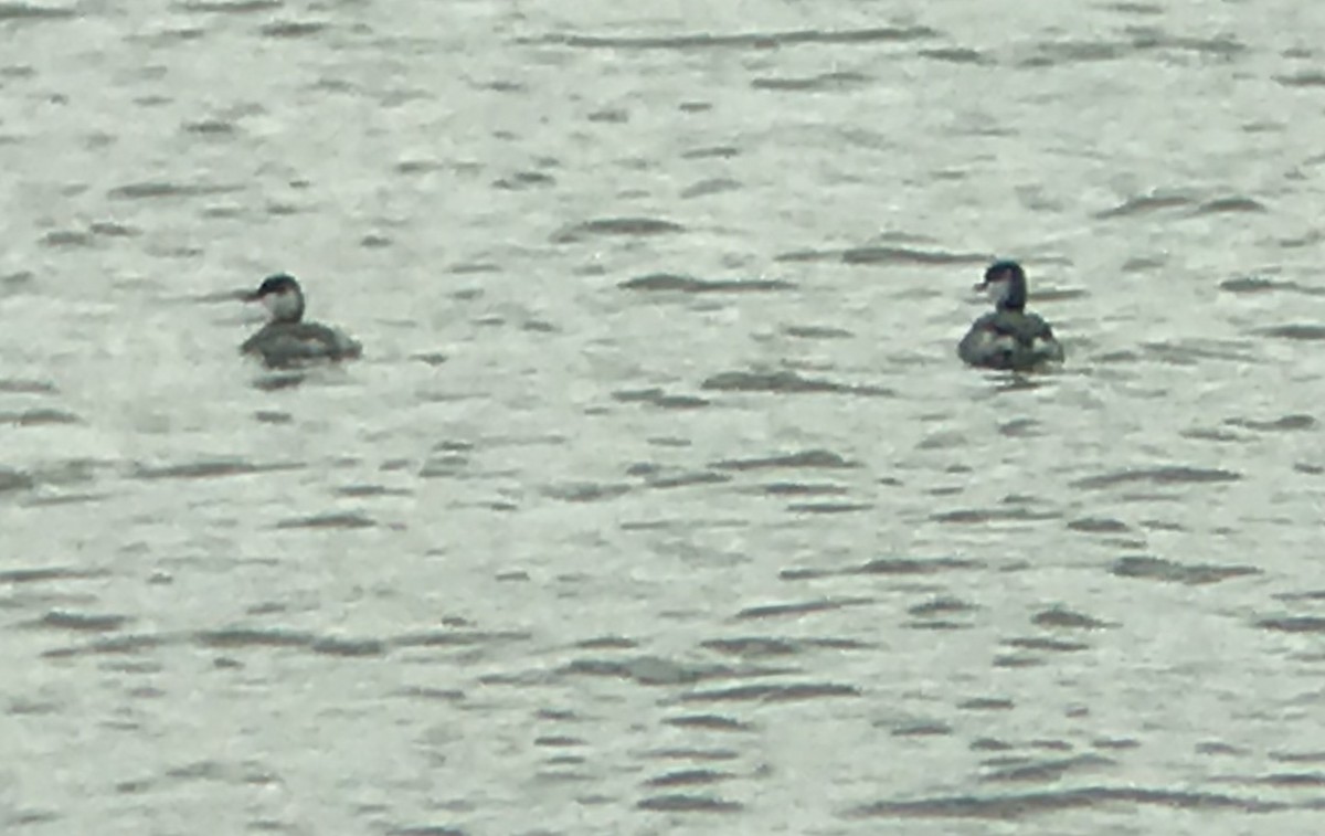 Grèbe esclavon - ML188892251