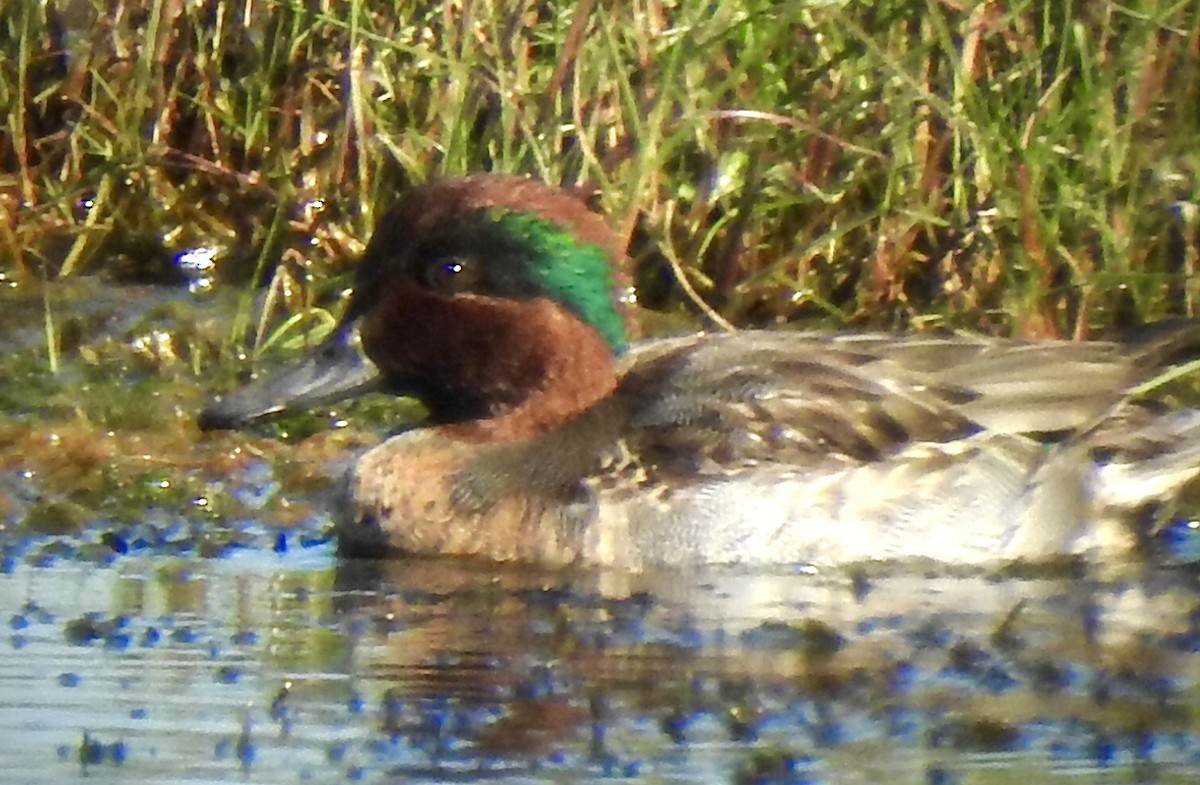 Green-winged Teal - ML188893331