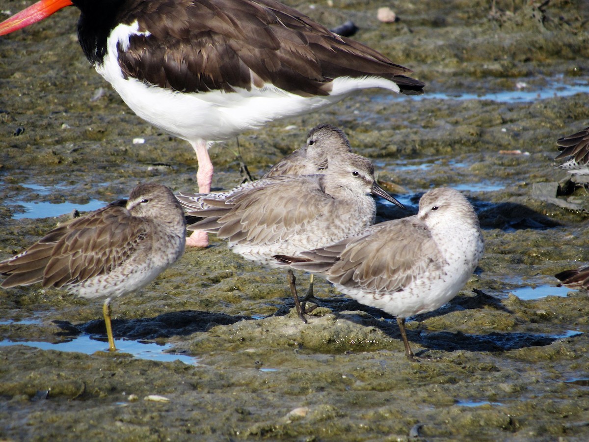 Red Knot - ML188893511