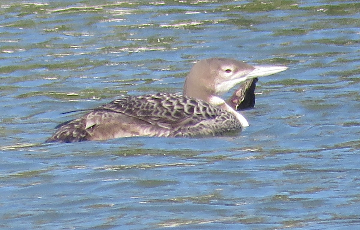 Plongeon huard - ML188893611