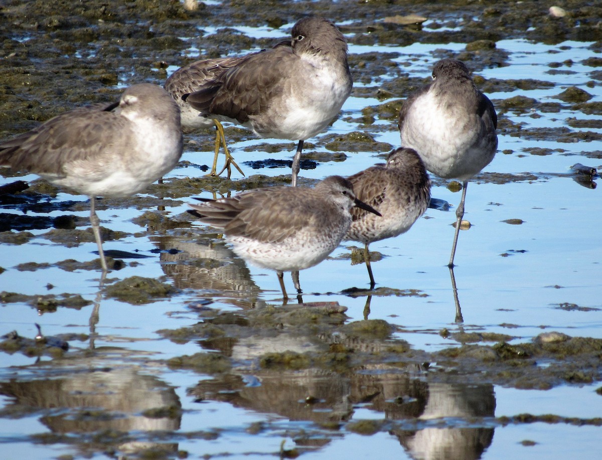 Red Knot - ML188893761