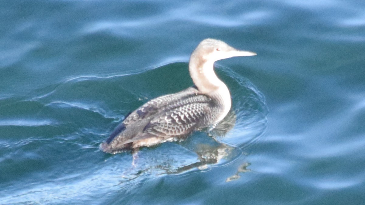 Pacific Loon - ML188893861