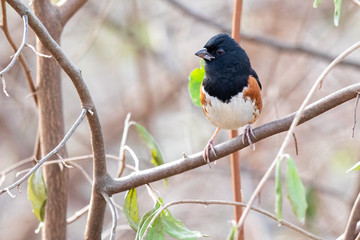 Eastern Towhee - ML188894871
