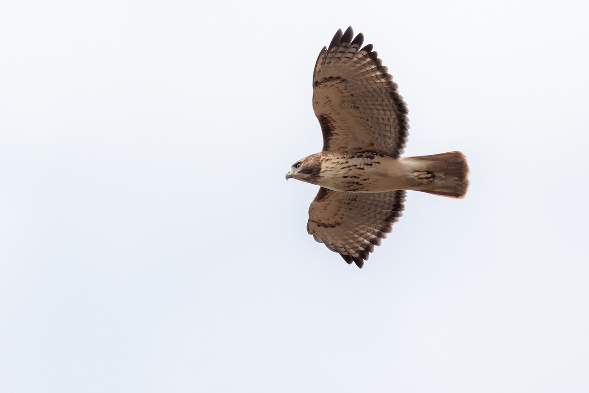 Red-tailed Hawk - ML188895141