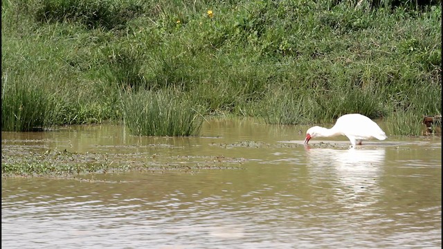 African Spoonbill - ML188896721