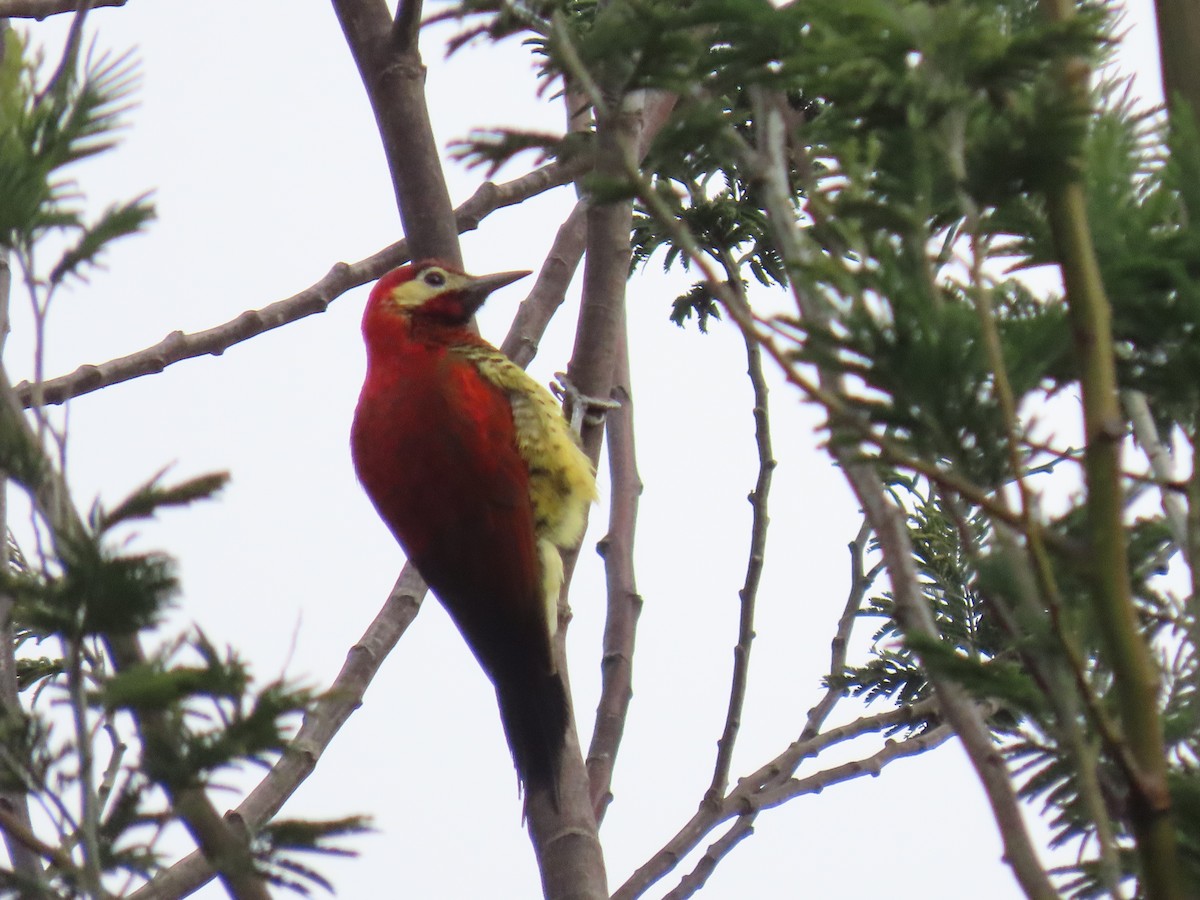 Crimson-mantled Woodpecker - ML188897081