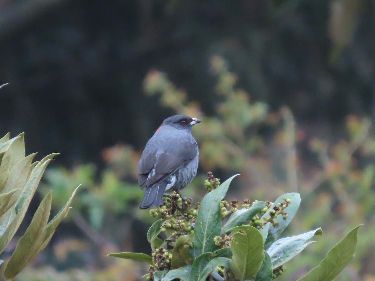 Red-crested Cotinga - ML188897201