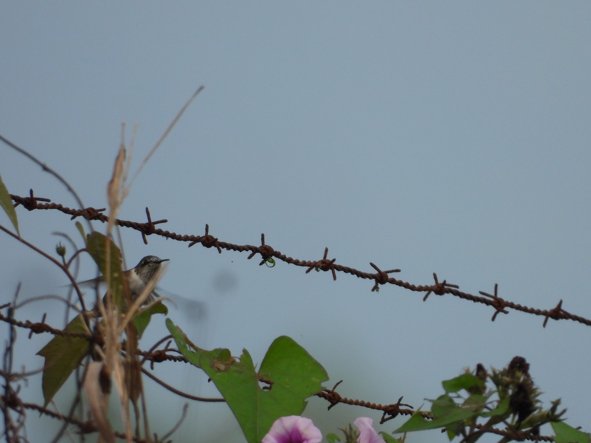 Yakut Boğazlı Kolibri - ML188897961