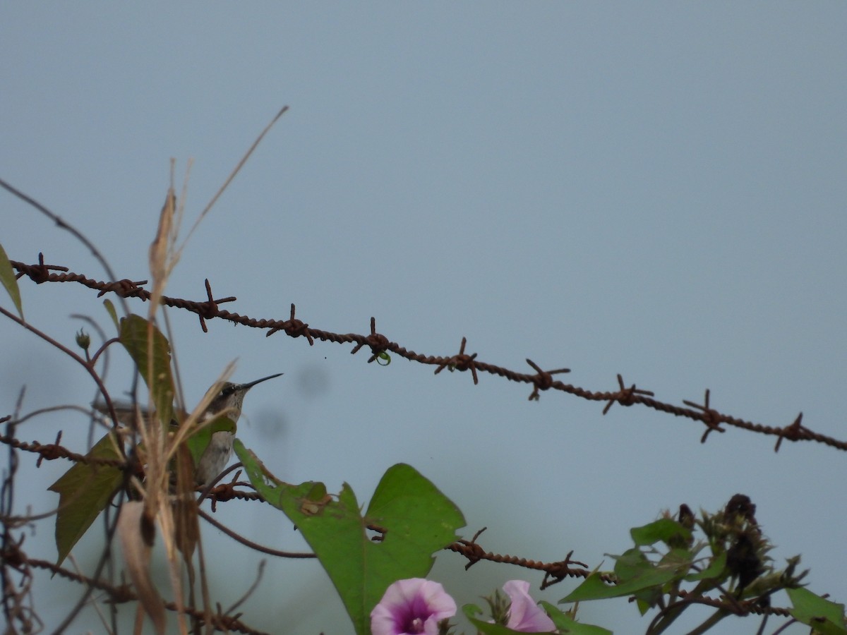 Yakut Boğazlı Kolibri - ML188897971