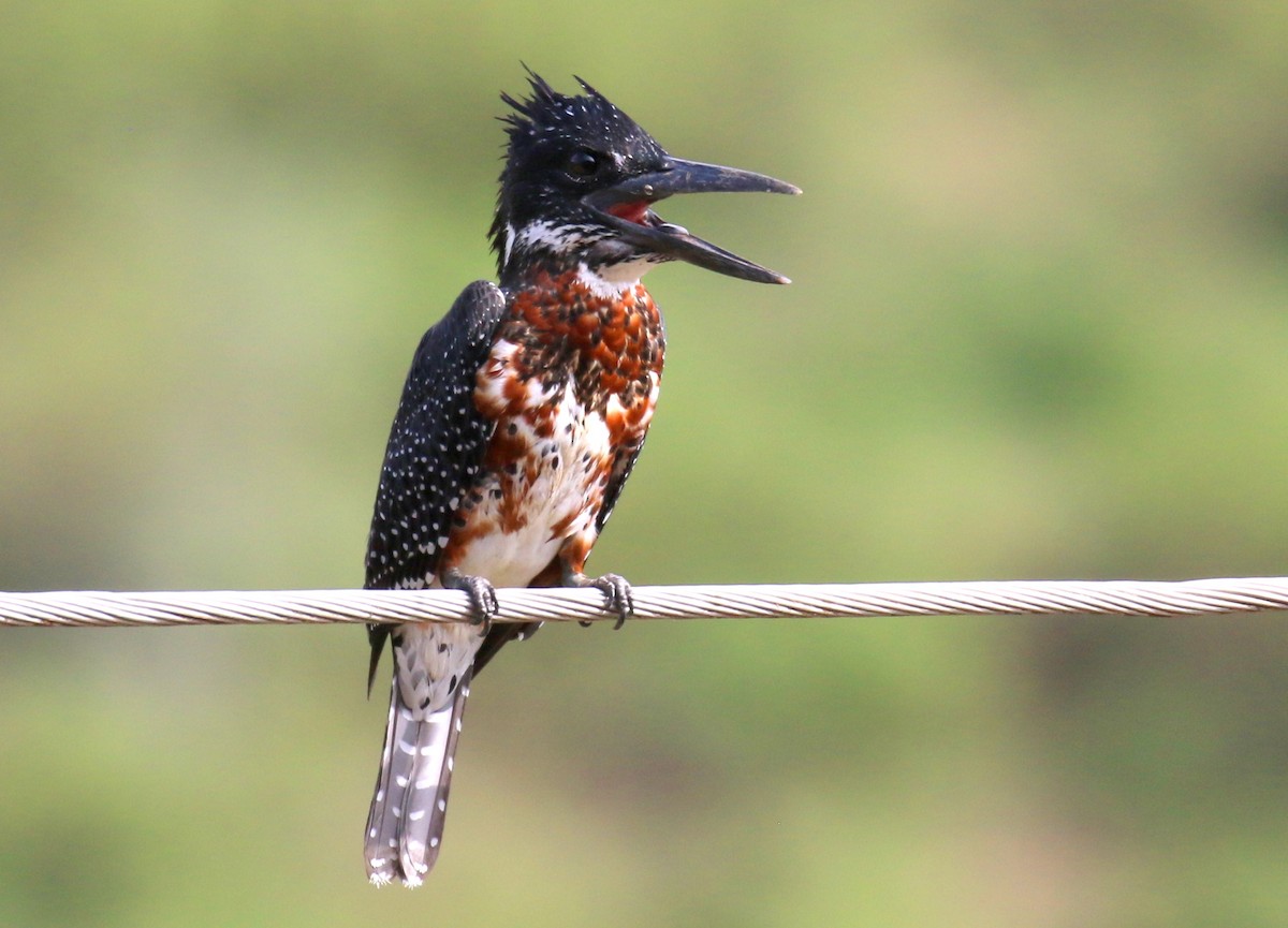 Giant Kingfisher - Fikret Ataşalan